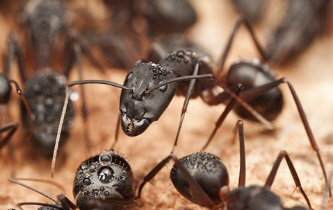 TOP-18 Carpenter Ant Killers: Best Ant Baits and Insecticides in 2022
