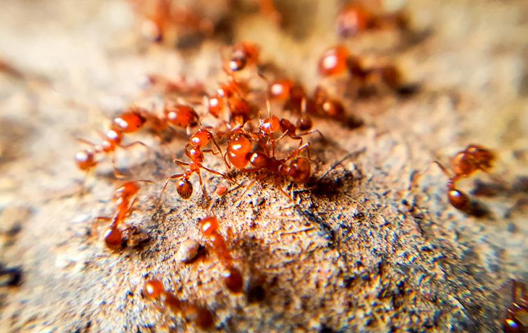 colony of fire ants