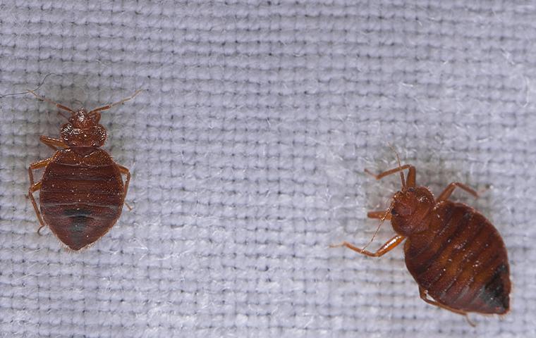 two dead bed bugs